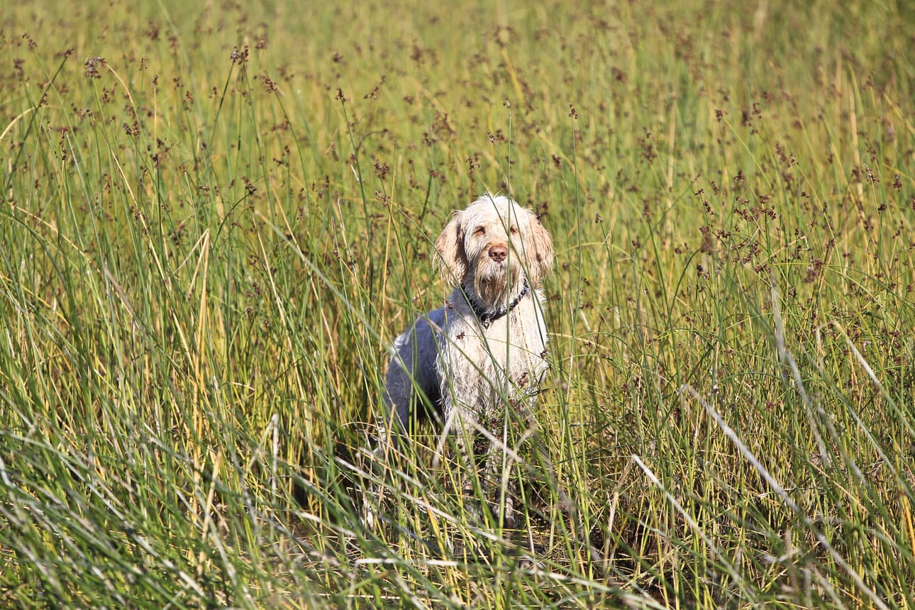 Kiinnipitoajan päättymisestä huolimatta koiran irti pitämiseen täytyy olla lupa maanomistajalta tai metsästysoikeuden haltijalta. Luonnonsuojelualueilla koira on pidettävä aina kytkettynä.