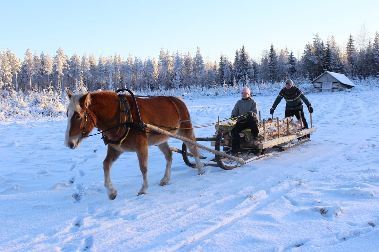 Parireessä on päivän ensimmäinen kuorma, ja suunta käy kohti kotikartanoa.