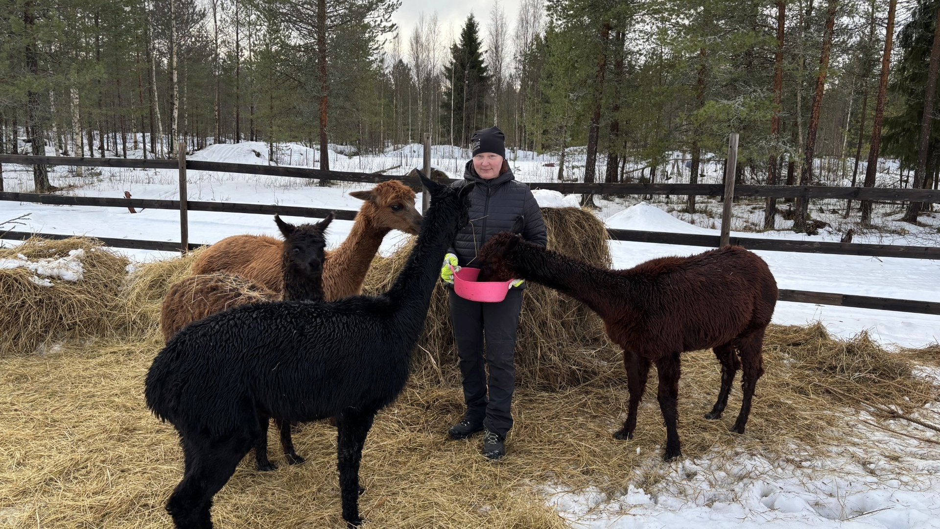"Näiden kanssa ei saa olla äänekäs eikä äkkinäinen" – kiiminkiläisen Marjo Ratilaisen kotona asuu neljä alpakkaa