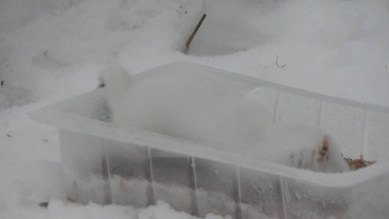 Kärppä vieraili kissojen eväillä