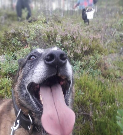 Poliisikoira Horkka löysi kadonneet marjastajat kokeneella hajuaistillaan ja jäljestystaidoillaan.