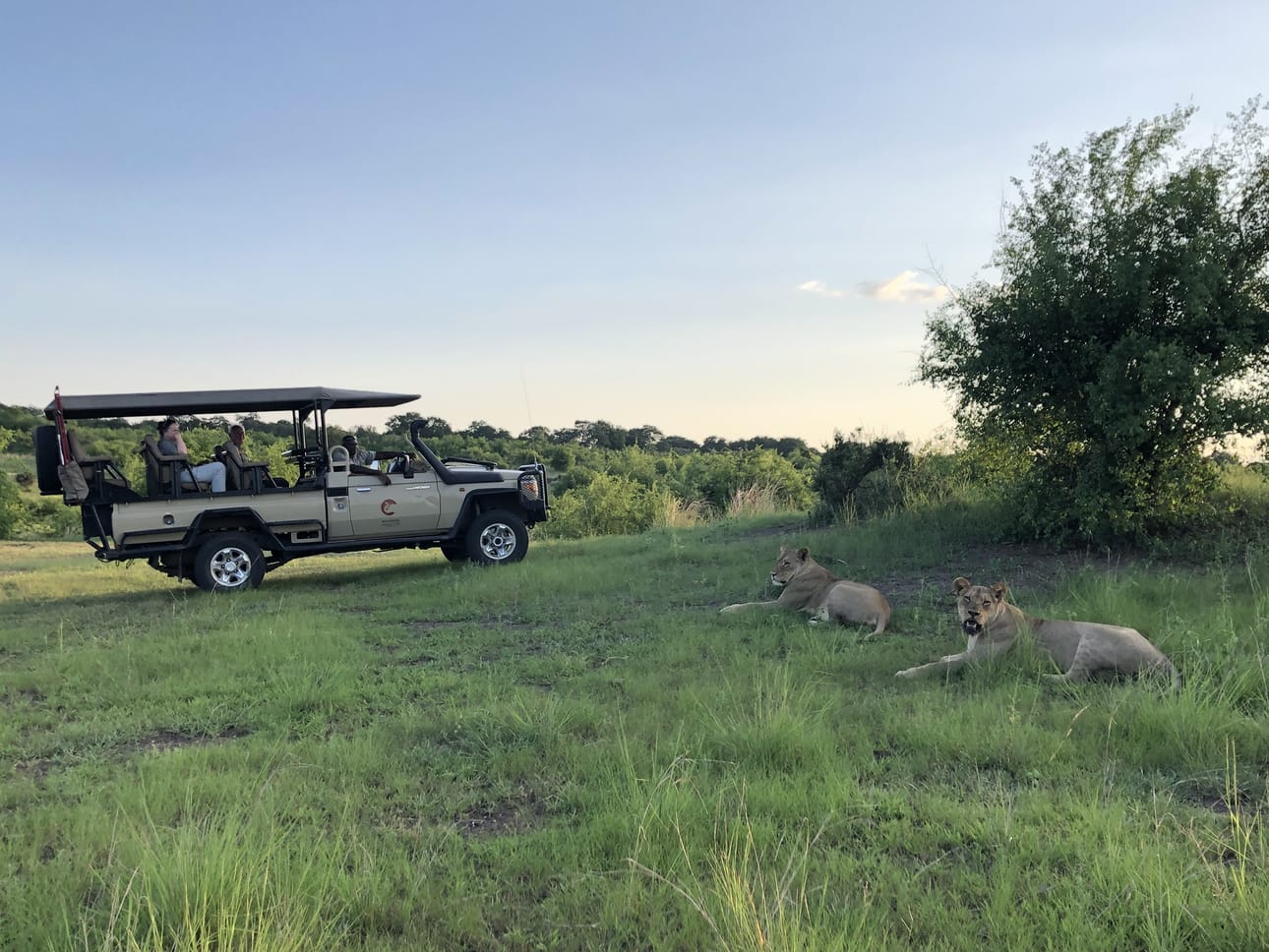 Safarijeeppi vie turisteja kansallispuistossa paikasta toiseen. Tässä on pysähdytty ihailemaan leijonia. Tunnelma on kuin Minun Afrikkani -elokuvassa.