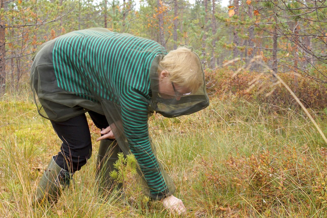 Vielä karpalonetsiskelyn alkuvaiheessa voi suojavarustus olla tarpeen, hirvikärpänen lentää + 7 astetta lämpimämmässä säässä.