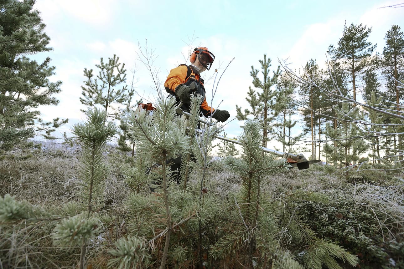 Viime kesä oli Suomessa kuiva, mutta todella suurilta metsäpaloilta vältyttiin.