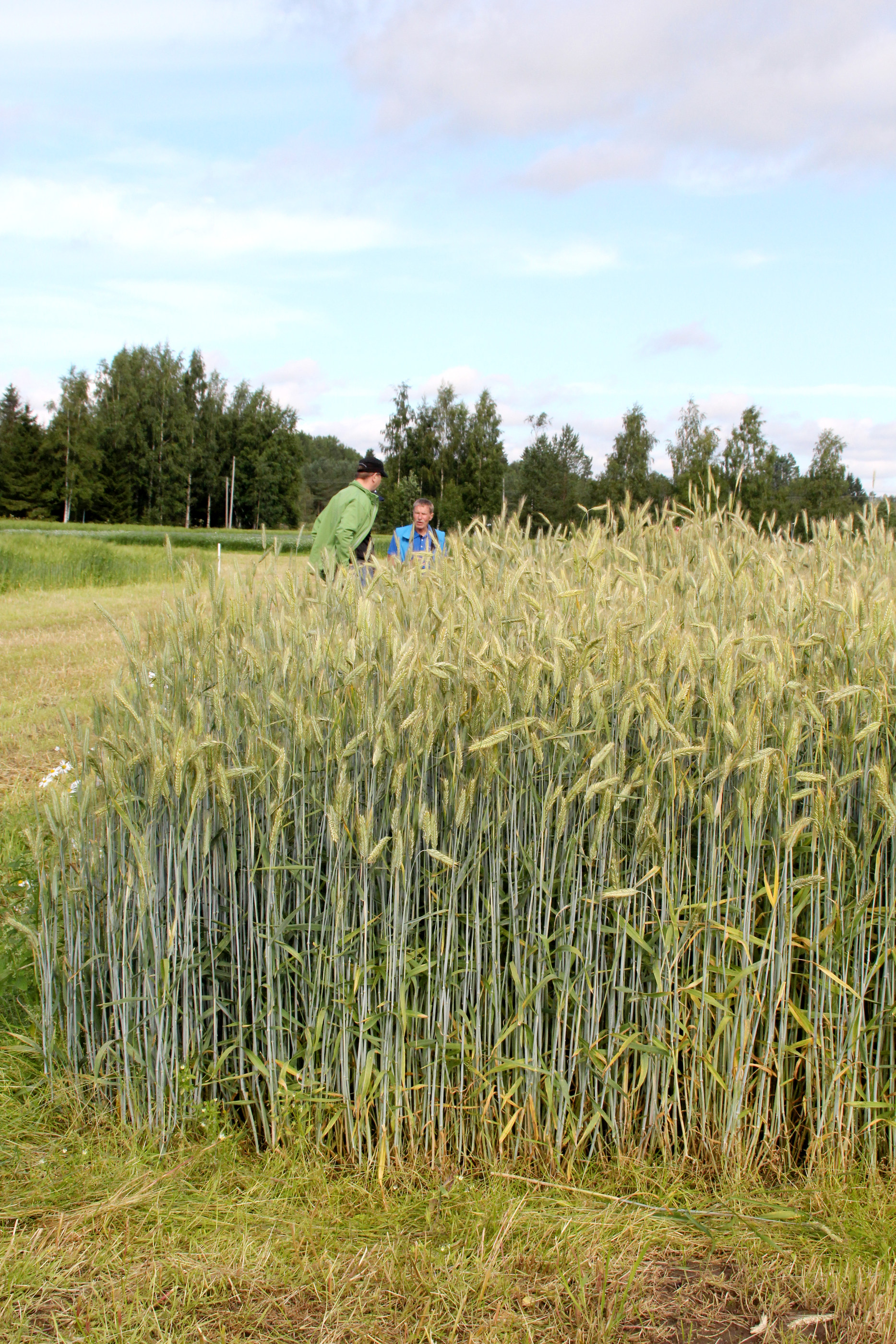 Esittelykentällä kasvoi myös uusia rukiin hybridilajikkeita. Niiden jalostuksessa on kiinnitetty huomiota erityisesti talvenkestävyyteen.