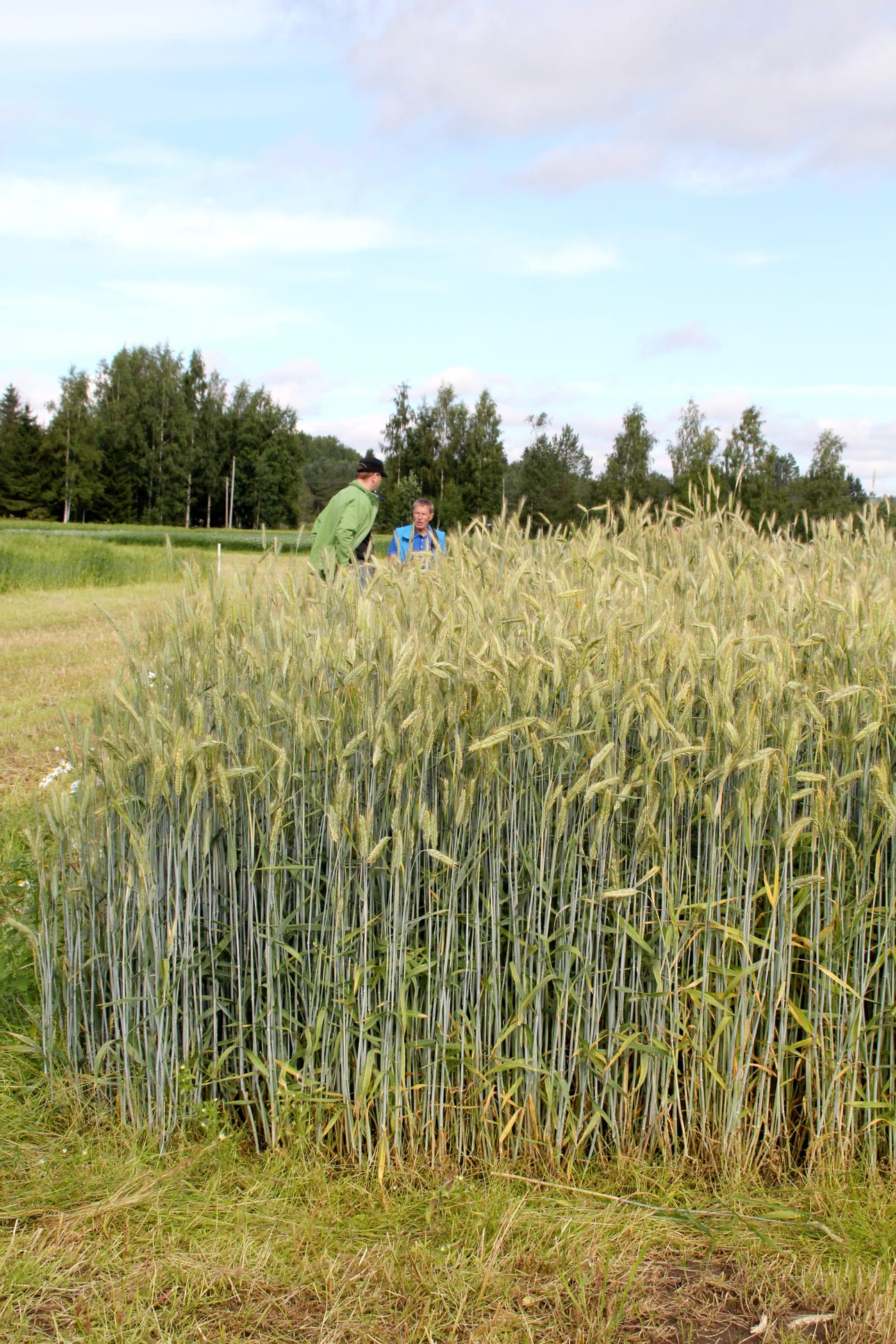 Esittelykentällä kasvoi myös uusia rukiin hybridilajikkeita. Niiden jalostuksessa on kiinnitetty huomiota erityisesti talvenkestävyyteen.