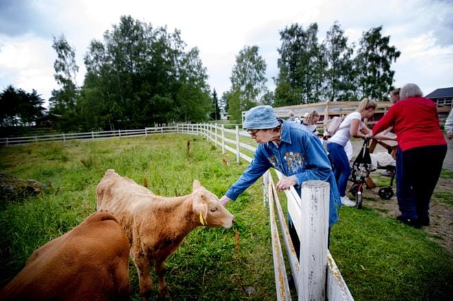 Aino Kulju silittämässä vasikkaa Ylistaron Elämysmaailmassa. Sade tai ukkosen jyrähtelyt eivät haitanneet vierailijoita, vaan sadetta käytiin karussa kahvittelemassa.
