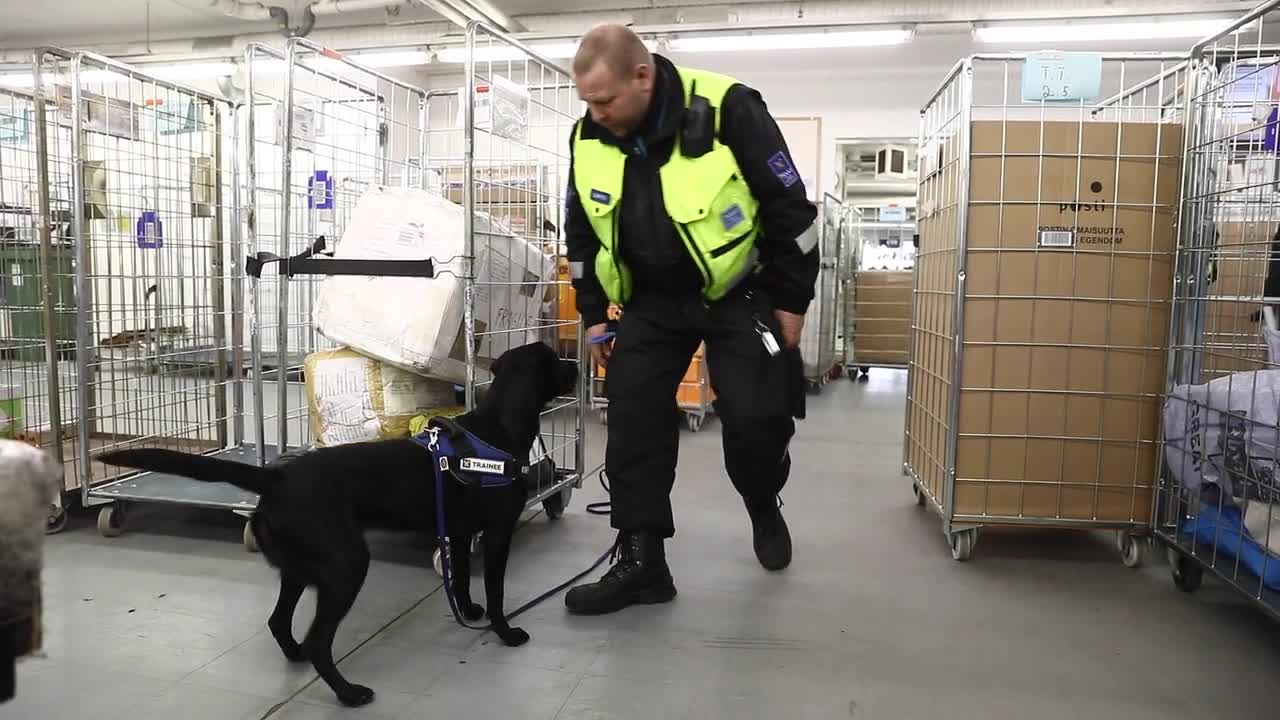 Massi ja Heila haistavat hetkessä laittomuudet