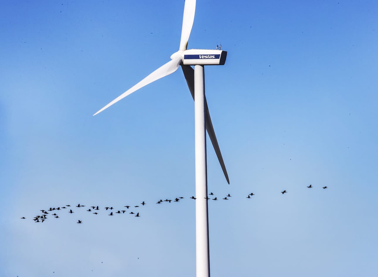 Runsaat 20 vuotta vanha lumijokinen tuulivoimayhtiö Lumituuli Oy kaavailee laajentumista.