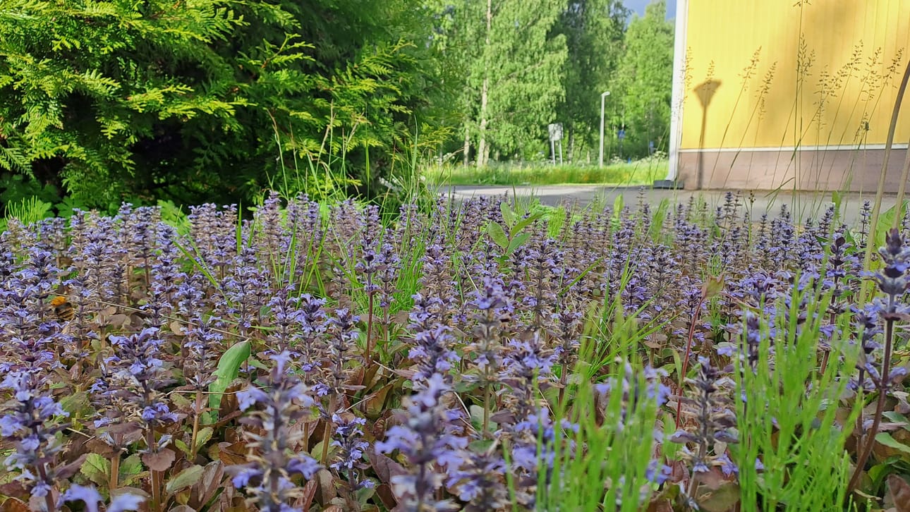 Missä kukkii kauniisti?