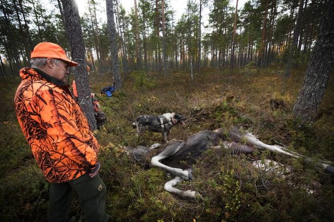 Heikki Allilan koira Juntti sai tällä kertaa vainun. Se kertoi haukullaan, missä hirvi kulkee. KUVAT: JARNO PELLINEN