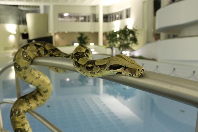 Forssan Lehden mukaan kaupungin viihdeuimala Vesihelmi on saanut vetonaulaukseen kuningasboan. Lehden mukaan jättiläiskäärmeen ruoalle, eli hiirille ja rotille aiotaan varata tilaa kahvion jäätelöpakastimesta. Kuva: FORSSAN LEHTI