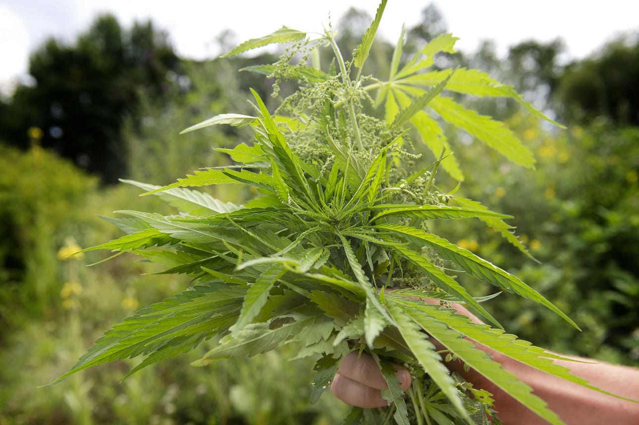 Kannabiksen viljelijä kärähti Raahen viime viikonlopun tulipalon evakuointitöissä. Kannabiskasvi näyttää tältä. Tämä kasvi on peräisin tamperelaiselta ulkoilmaviljelmältä.