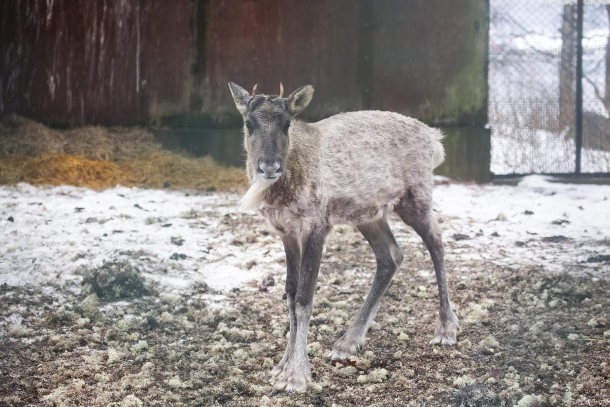 Helsinkiin harhautunutta metsäpeuraa hoidettiin aluksi Korkeasaaressa. LEHTIKUVA/HANDOUT/MARI LEHMONEN KORKEASAARI ZOO