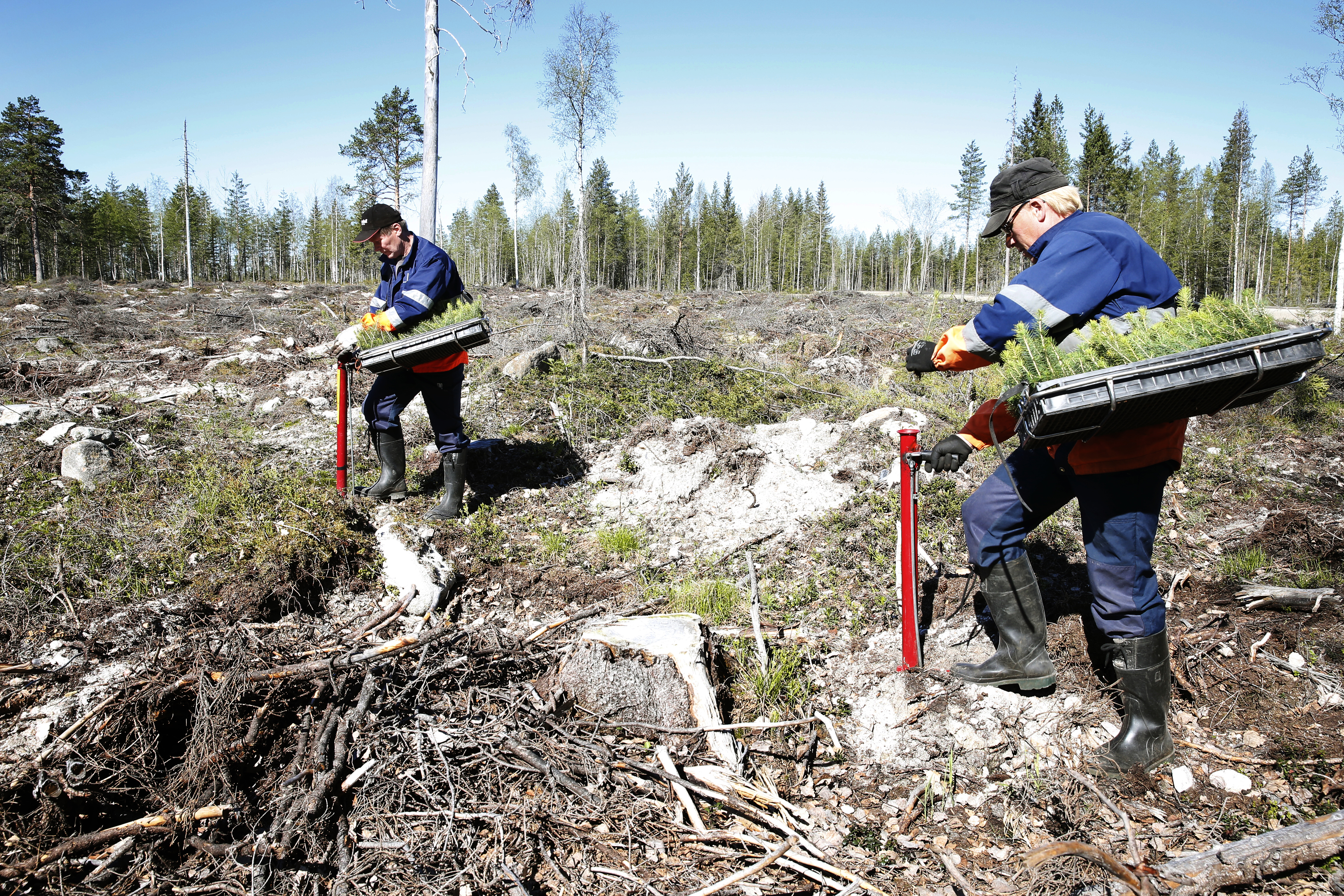 Yhä kiivaammaksi käyvän metsäkeskustelun soisi pohjautuvan faktatietoihin – metsät eivät ole loppumassa