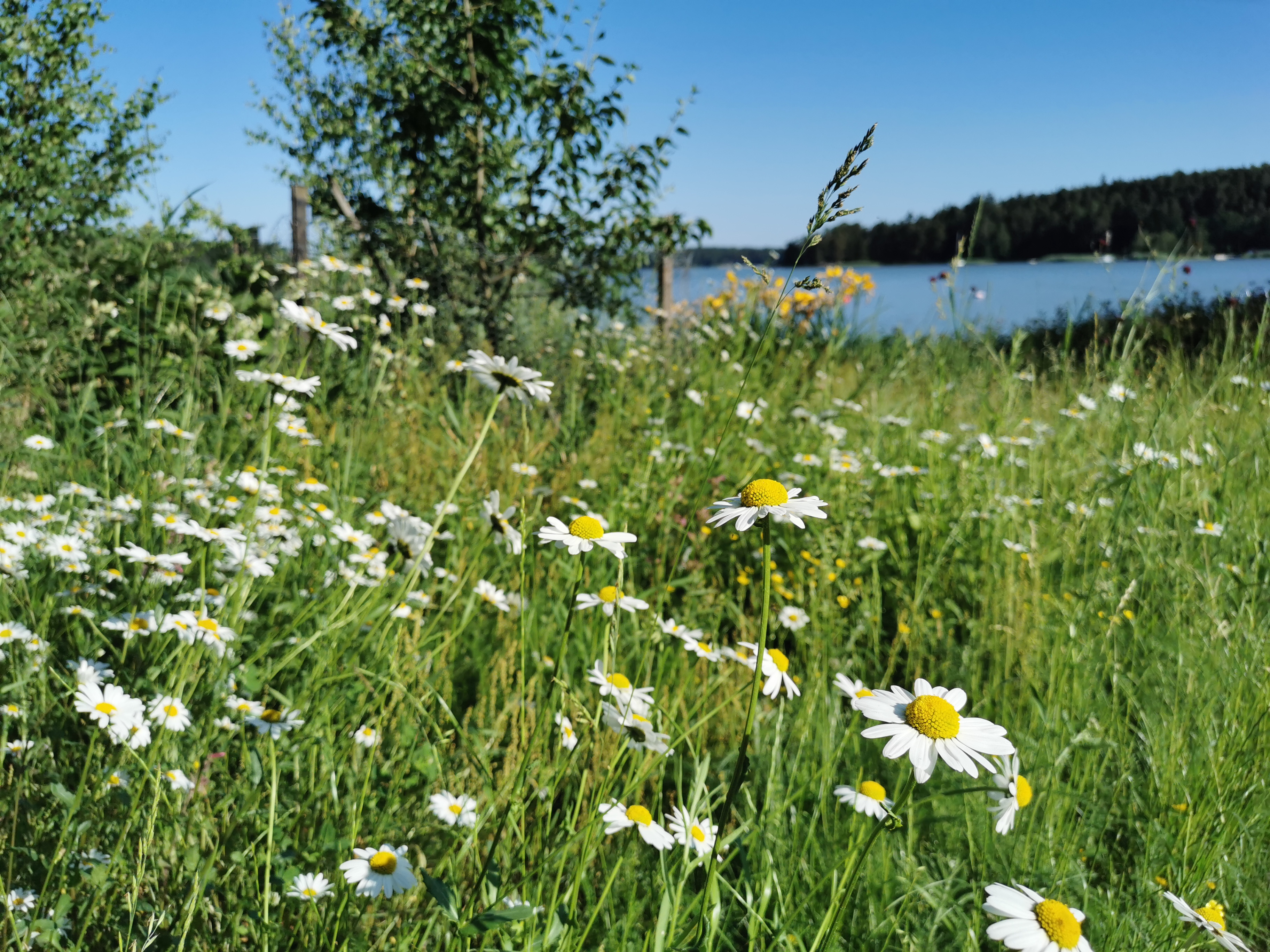 Monissa puutarhoissa näkyy luonnonmukaisuus.