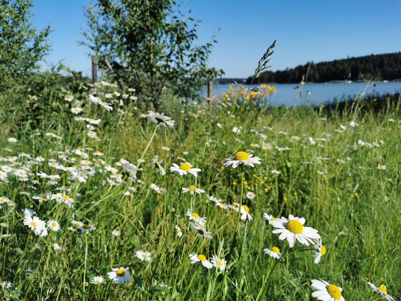 Monissa puutarhoissa näkyy luonnonmukaisuus.