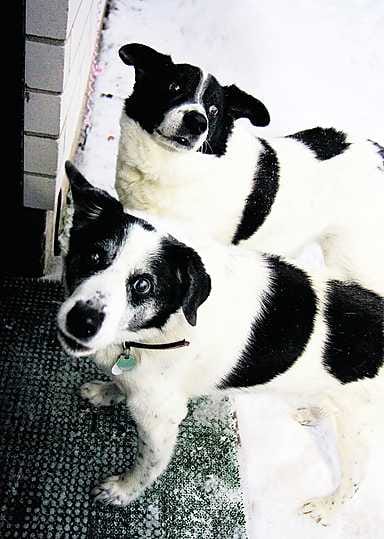 Mitä Rocky edellä, sitä Upi perässä. Erottamaton kaksikko on tuttu näky Oulun Haapalehdossa.