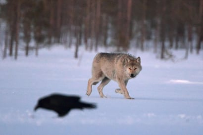 EU-komissio ehdottaa suden suojelun lieventämistä, Suomi nostaa esiin myös karhun ja ilveksen aseman