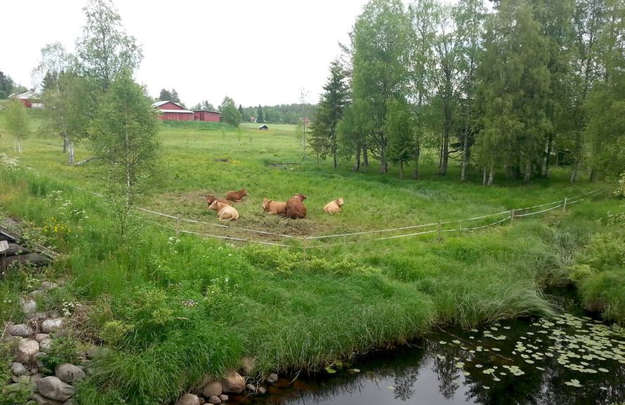 Ala-Kurkelan rantalaitumella hiehot tekevät omalta osaltaan maiseman hoitoa. Kuva Matti Leiviskä