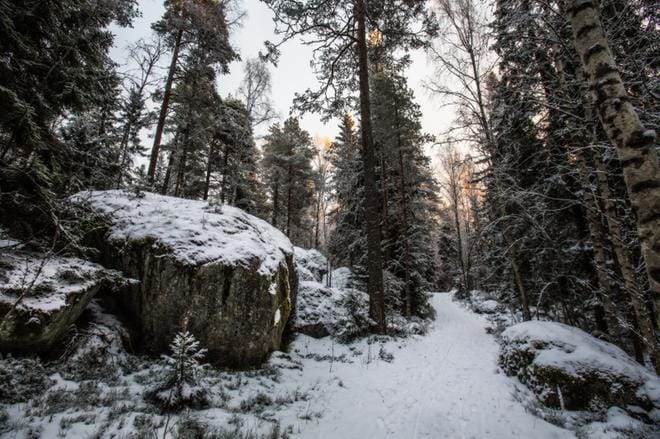Pohjalaiset luontojärjestöt julkaisivat suojeluesityksensä. Mustikkamaan metsä on esityksessä mukana. Kuva: Jarno Pellinen