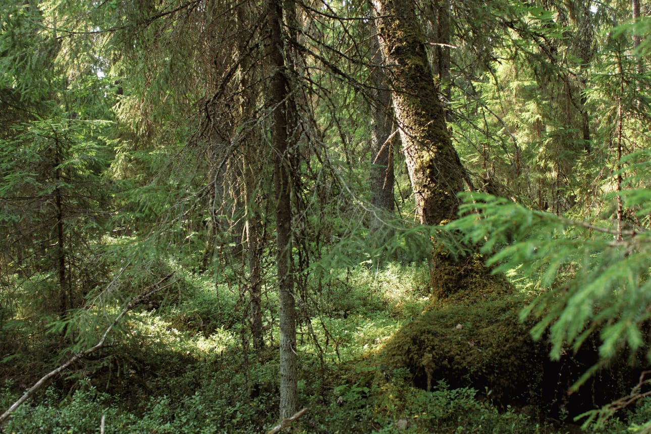 Vanhassa metsässä eri aikojen kerrokset näkyvät, puut ovat keskenään eri-ikäisiä ja erikokoisia.