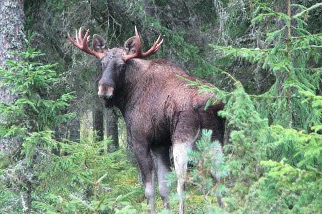Pohjanmaan alueelle on myönnetty yhteensä 3491 hirvenpyyntilupaa. Yhdellä luvalla voi kaataa yhden aikuisen hirven tai kaksi vasaa, joten luvilla on mahdollista kaataa lähes 4000 hirveä. KUVA: LOTTA KALLIO