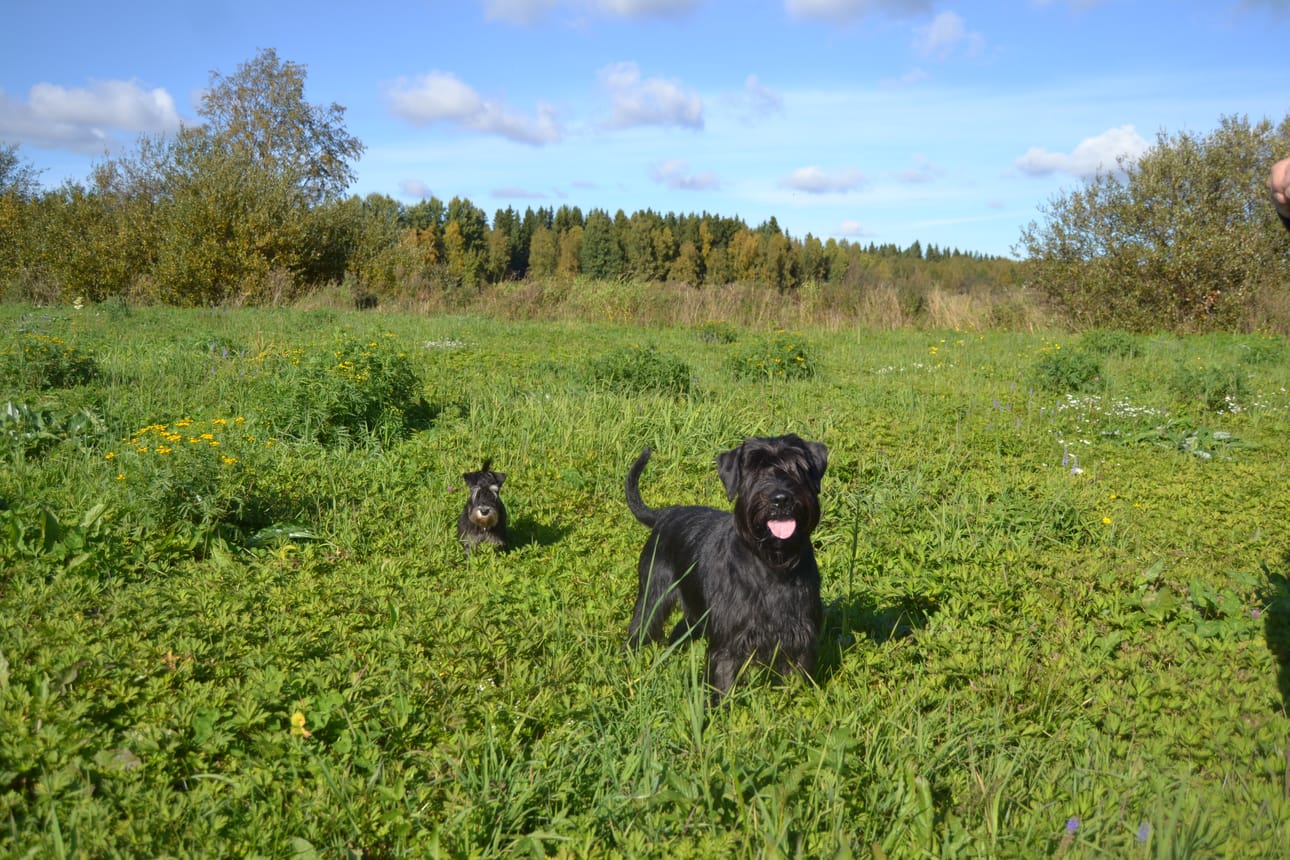 Etualalla seisova Jekku löysi pahoinpidellyn miehen metsästä omatoimisesti. Takana tuleva Teppo on vielä niin nuori, ettei se hoksannut tilannetta.