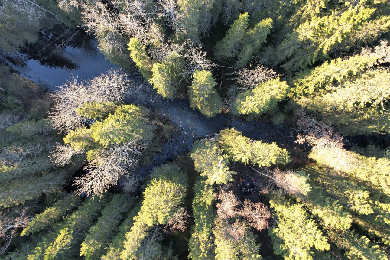 Kalimeenojan rannoilla kasvaa paikoin vanhaa metsää, jossa lehtipuun osuus on suuri.