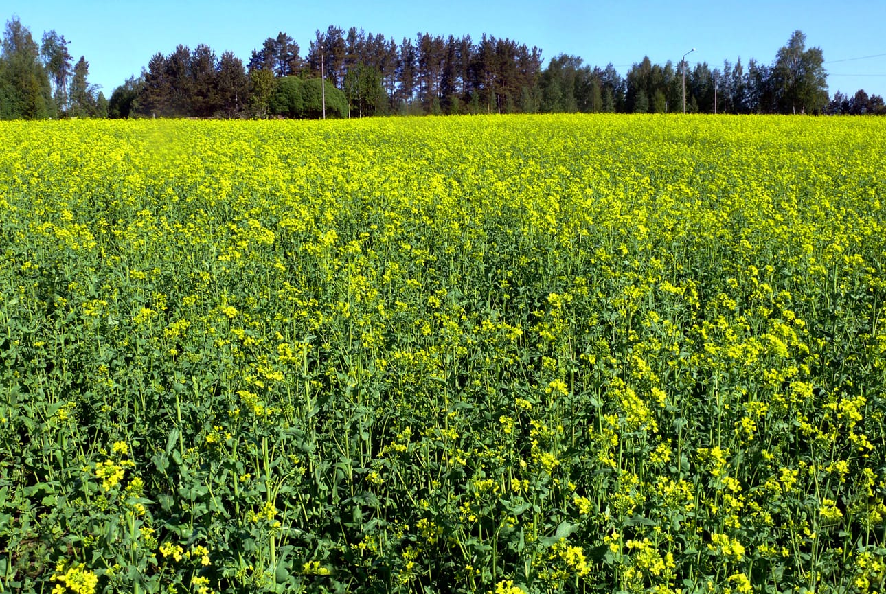 Tämän vuotinen kasvukausi oli syysrypsille suotuisa, sillä kukinta kesti pitkään, eikä syysrypsi kärsi kevätöljykasvien tapaan kuivuudesta.