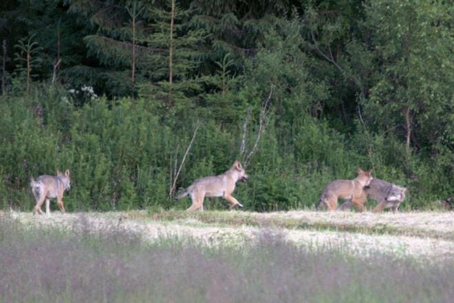 Jyrki Haapaniemi kohtasi viiden suden lauman lauantaina illalla Kauhajoella. Lukijan kuva: Jyrki Haapaniemi
