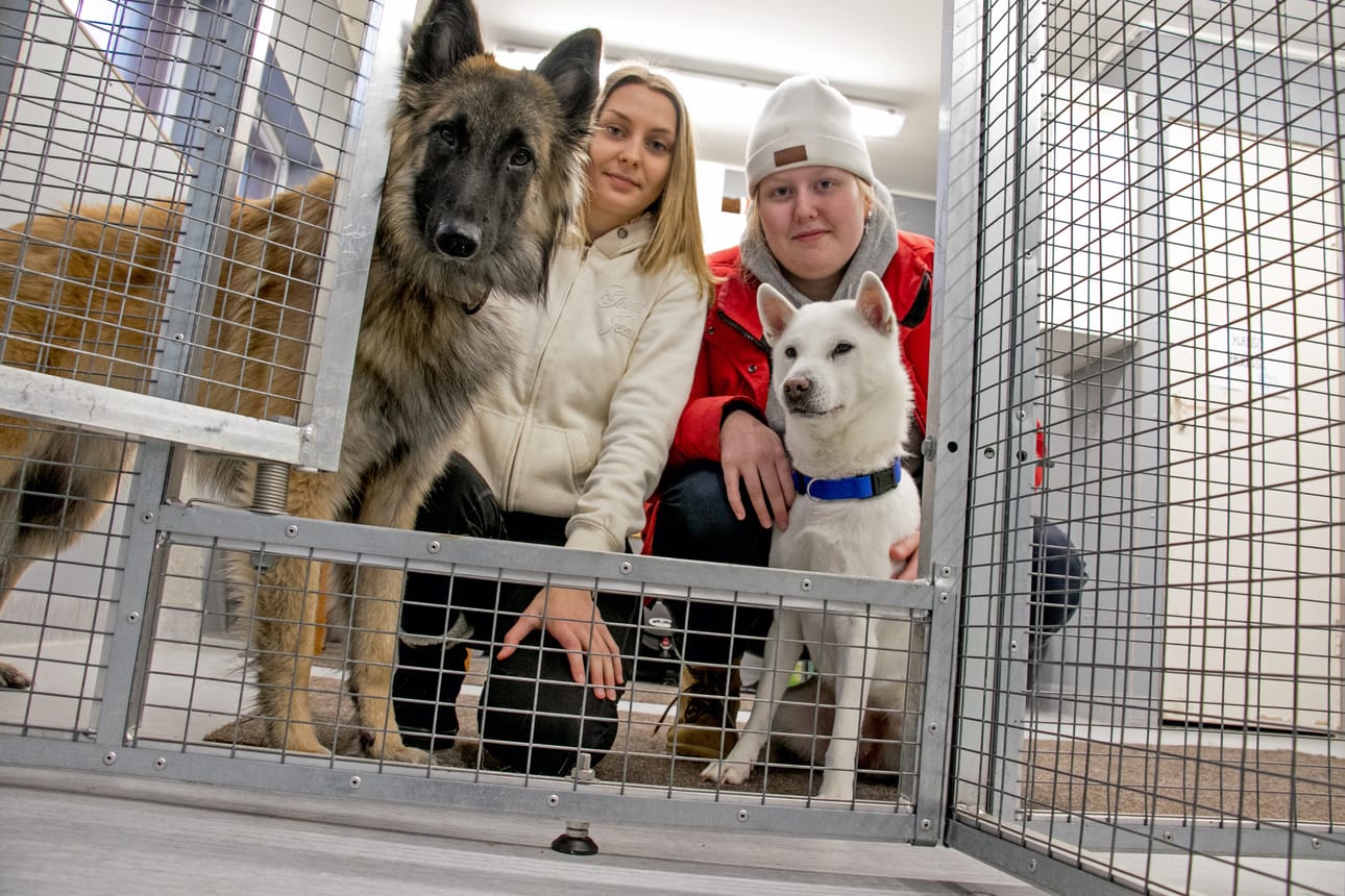 Sonja Kasurisen belgianpaimenkoira Vlada ja kishunkoira Shiro ovat tuttu näky Kasurisen ja Emili Frimodigin (oikealla) koirahoitolassa.