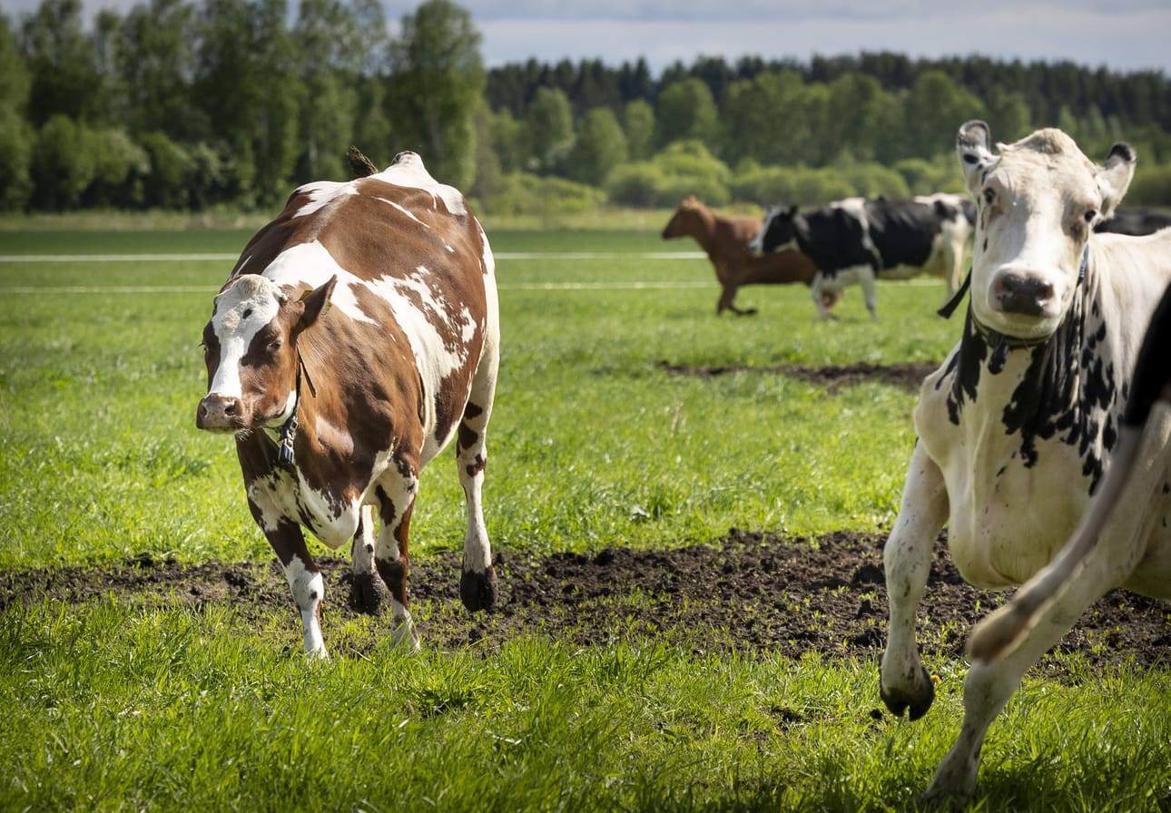 Lappajärveläinen hieholauma lähti karkumatkalle. Kuvan lehmät eivät liity tapaukseen. Kuvituskuva.