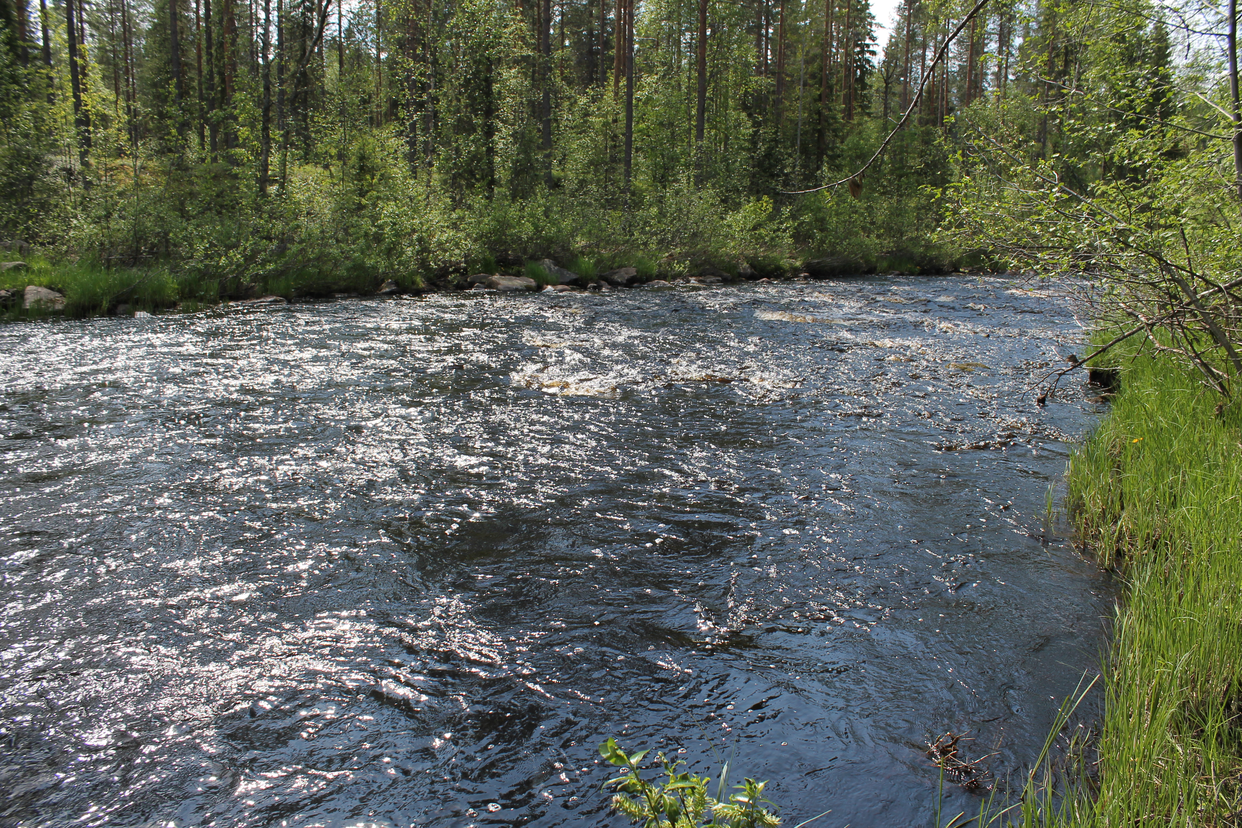 Kivarinjoki kesäasussaan.