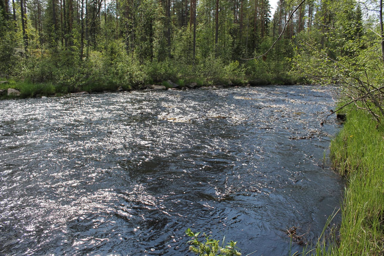 Kivarinjoki kesäasussaan.