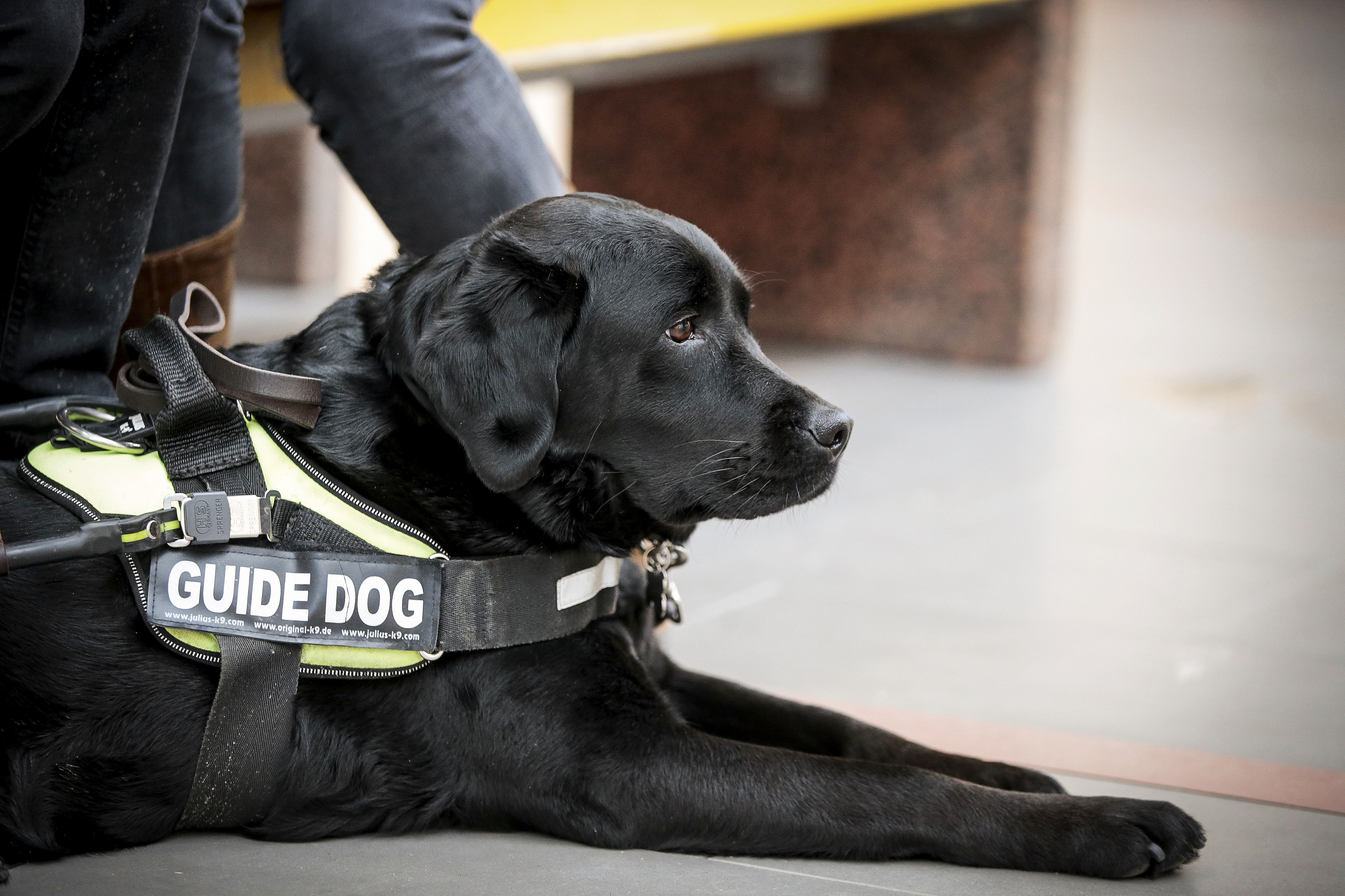 Opaskoirapäivää vietetään keskiviikkona – ota nämä asiat huomioon, kun kohtaat avustustehtävää hoitavan koiran