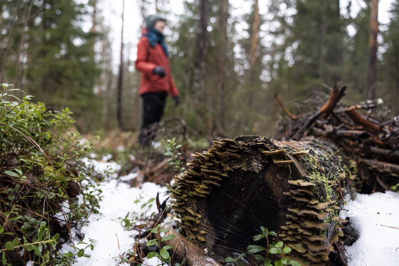 Osa kaatuneista rungoista on saanut jäädä lahoamaan.