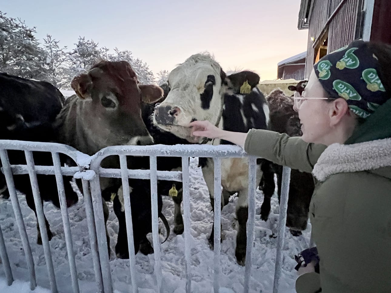 Eläinten hyvinvointi on yksi tärkeimmistä vastuullisuustekijöistä maitotilalla. Kun tuotetaan laadukasta rehua mahdollisimman vähillä peltohehtaareilla, tuotetaan myös maito ympäristöystävällisesti. Paulina Koskenniemen seurana hiehoja pihatossa.