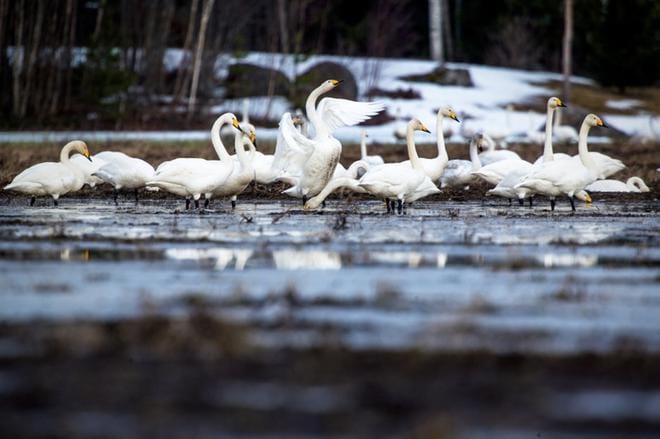 Höstveden pelloilla ruokailee päivittäin parisensataa laulujoutsenta. KUVAT: PAULA KASKIMAA