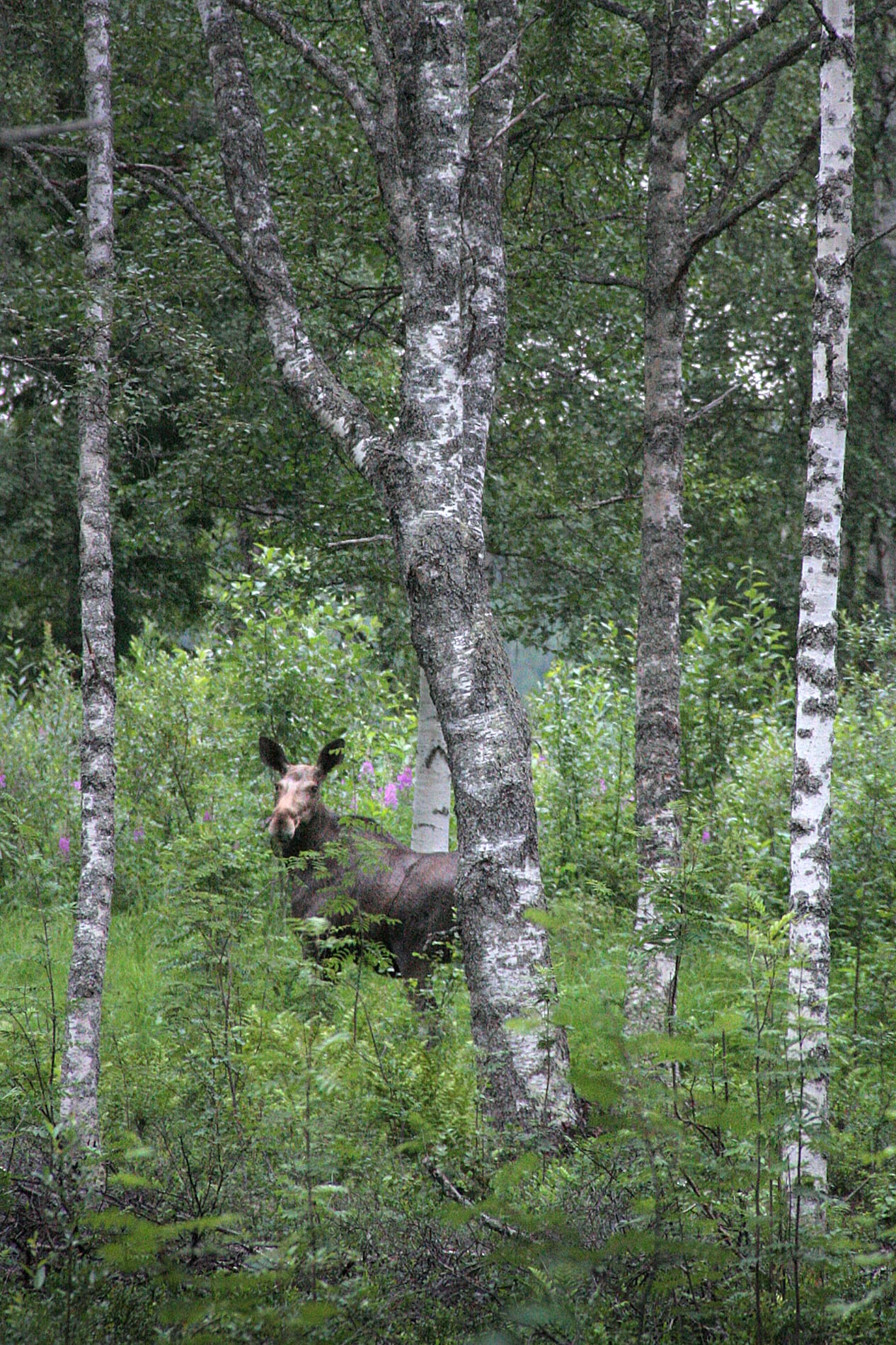 Hirviä on Riistakeskuksen mukaan liian paljon useilla paikoilla Lapissa. Arkistokuva.