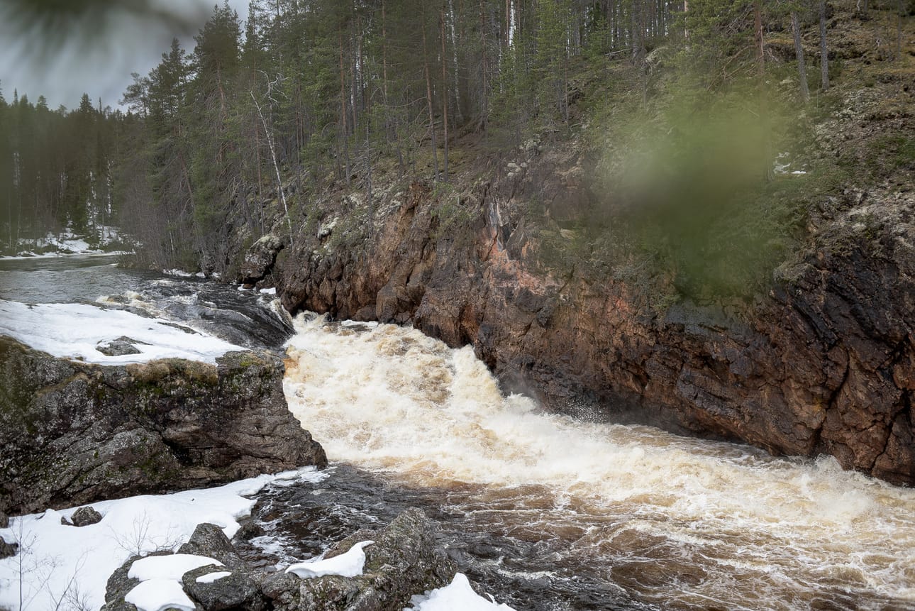 Kiutaköngäs kuohuu nyt komeasti ja saavuttanee huipun ensi viikon aikana. Torstaina sitä kävi katselemassa useita ihmisiä. Polut putoukselle ovat paikoin vaarallisen liukkaat ja Liikasenvaarantie edelleen huonossa kunnossa. Karhunkierrokselle ei vielä ole asiaa.