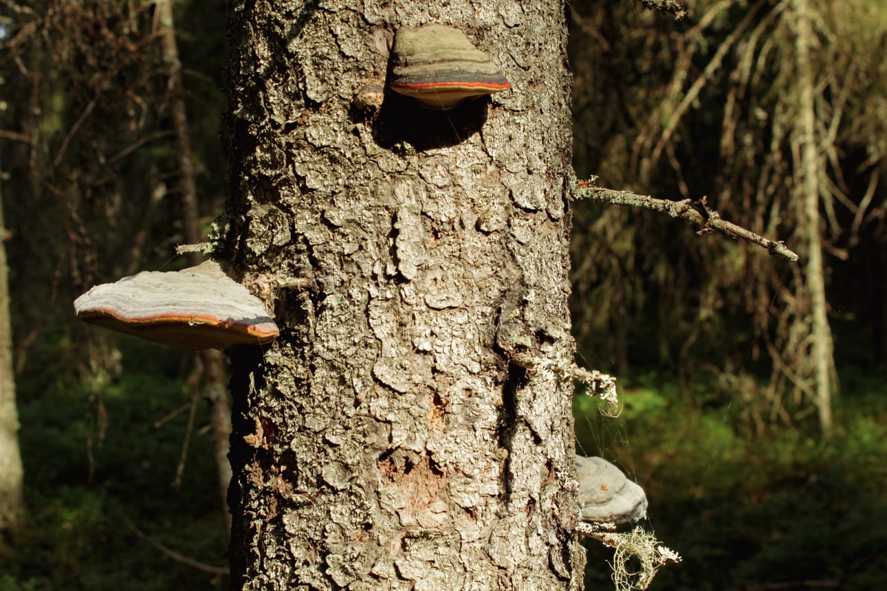 Mitä vanhempi ja ihmisen vaikutuksiltaan vähäisempi metsä, sitä enemmän kulkija näkee erilaisia kääpiä.