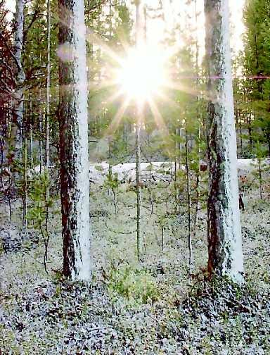 Lumihuntu pohjoiseen. Tuisku viskoi jälkensä Itä- ja Pohjois-Lapin puihinkin.