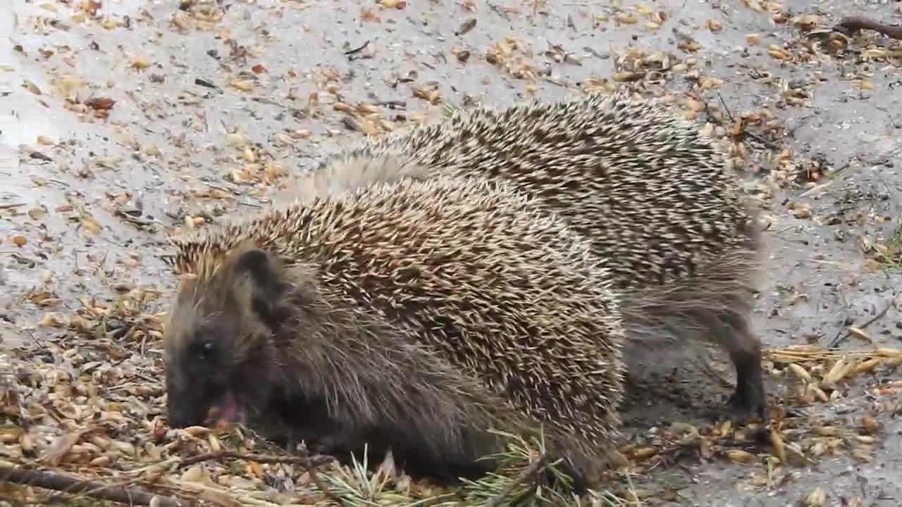 Siileillä kevättä rinnassa