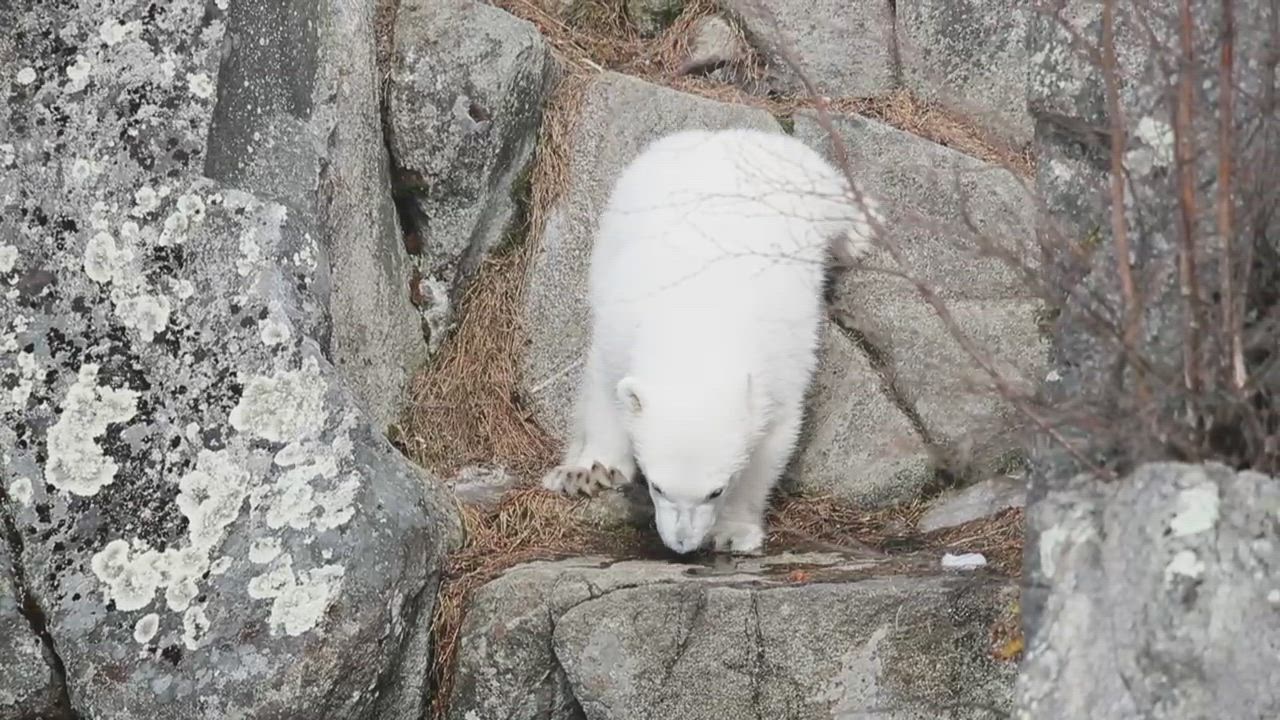 Jääkarhunpennun seikkailut