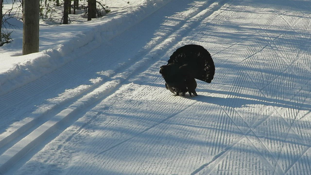 Metso päivystää hiihdoladulla