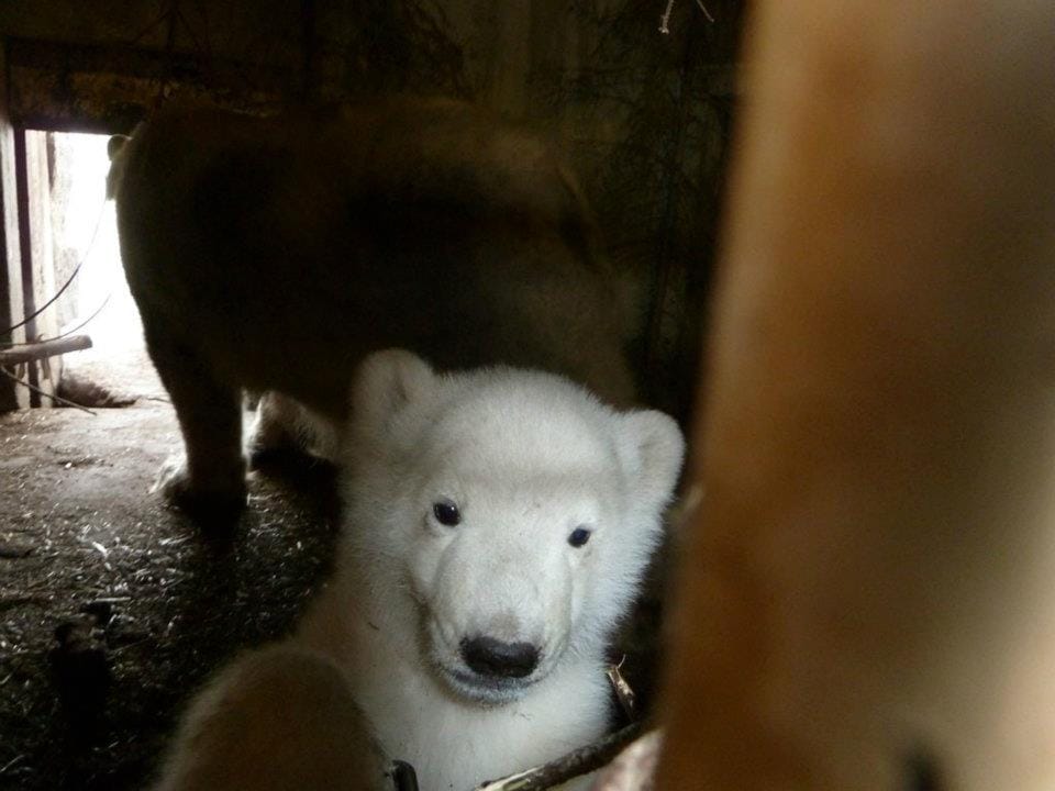 Ranuan jääkarhun pennusta julkaistiin tuore video perjantaina.
