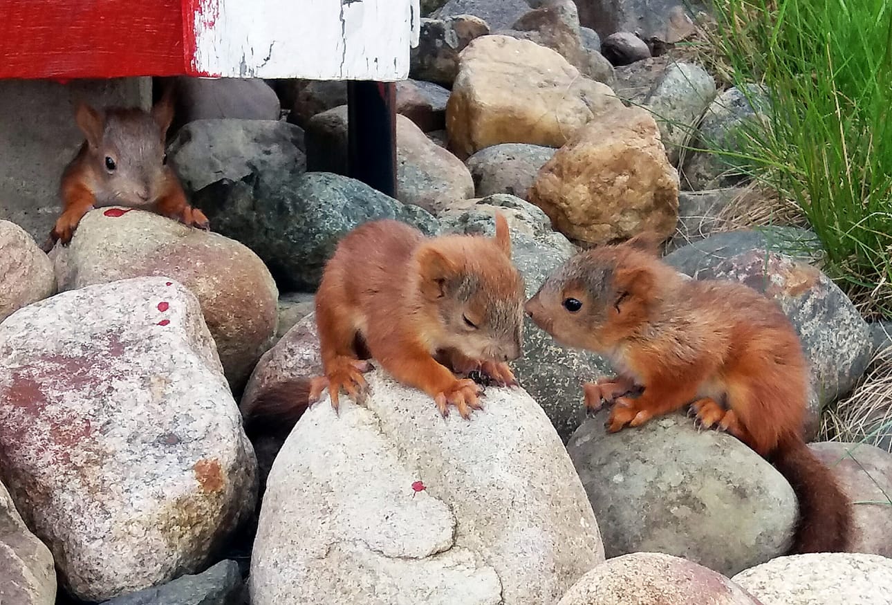 Oravat viihtyvät rakennetussa ympäristössä. Liikenne on kaupungissa oravien pahin uhka.