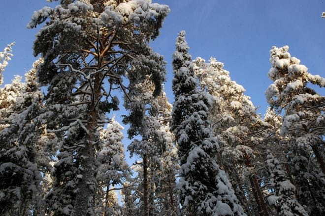 Pelastuslaitos pelasti miehen pinteestä metsässä Alajärvellä perjantaina. Arkistokuva