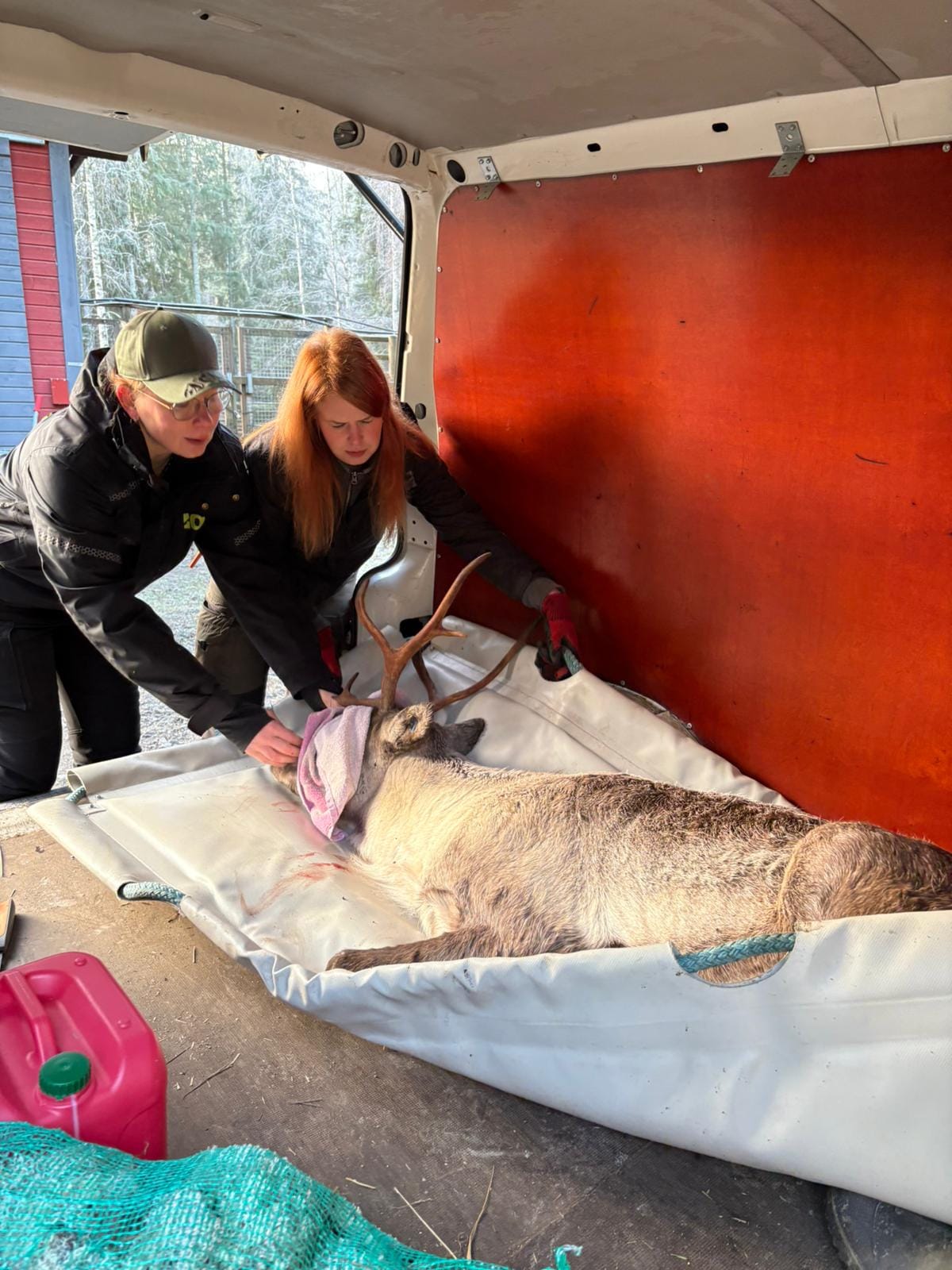 Nukutettua metsäpeuraa siirretään Ähtärin eläinpuistossa eläinkuljetusauton luo lastausta varten.